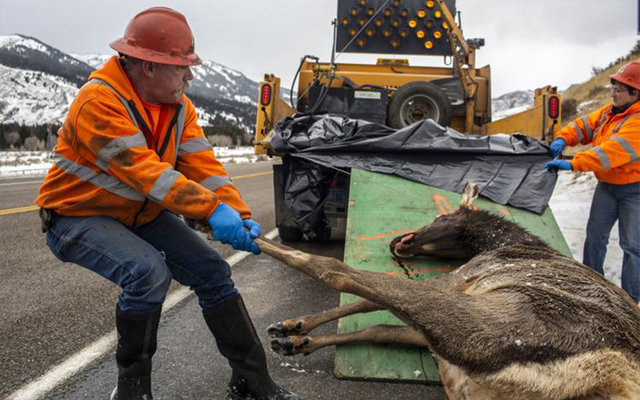 Animal carcass disposal